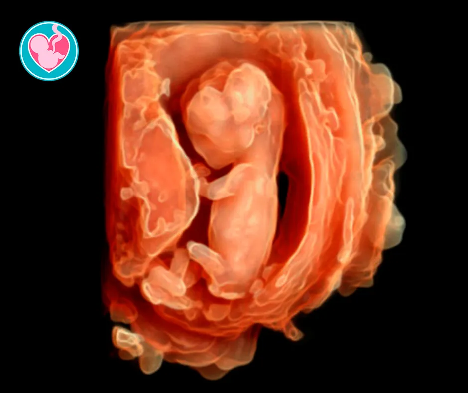 Foto 4 de Dr. Luis Rey Gómez. . Diagnóstico Prenatal. Toluca, por Dr. Luis Rey Gómez. Médico Materno Fetal. Diagnóstico Prenatal. Toluca